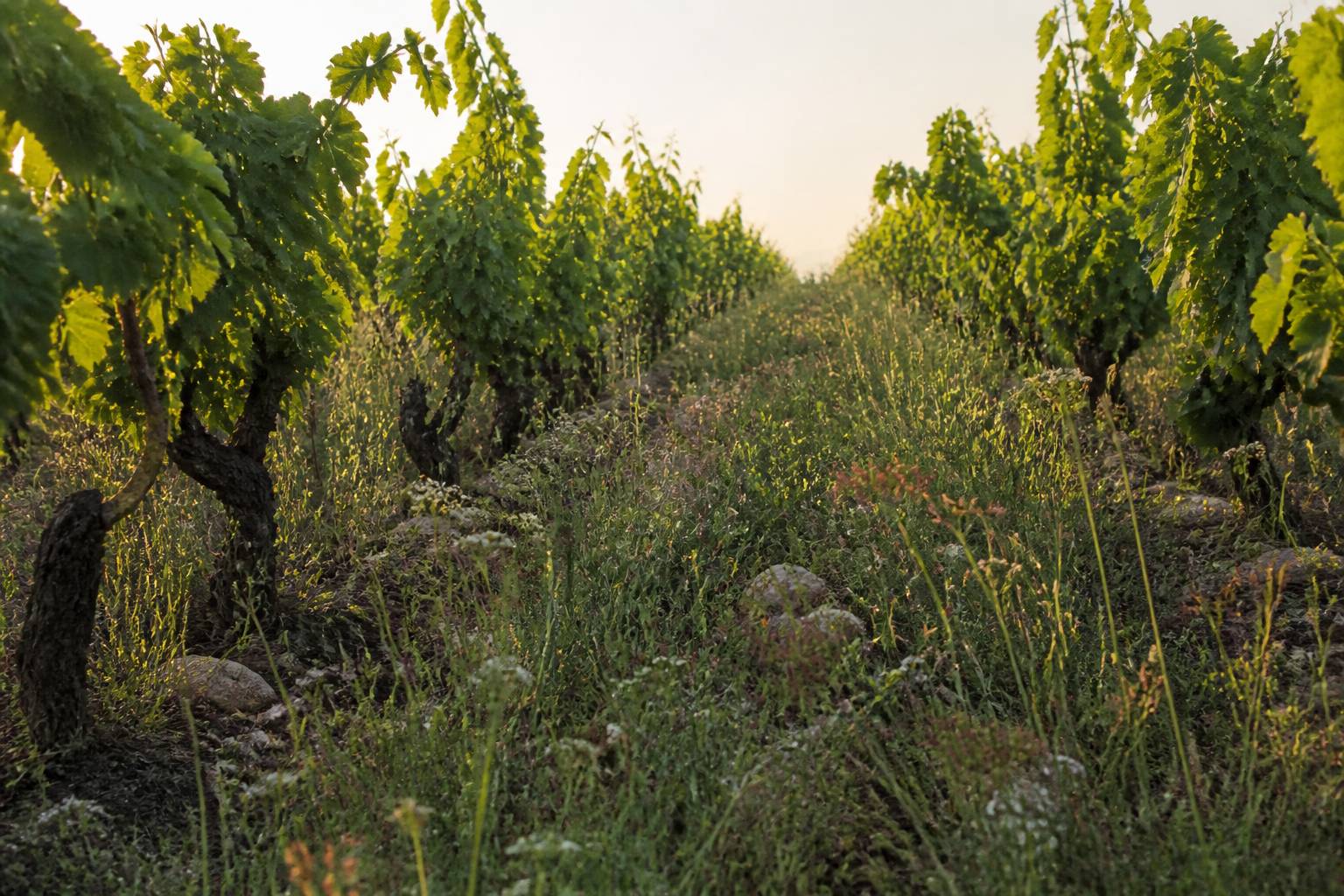 Pieds de vigne avec de l'herbe entre les rangs dans un vignoble