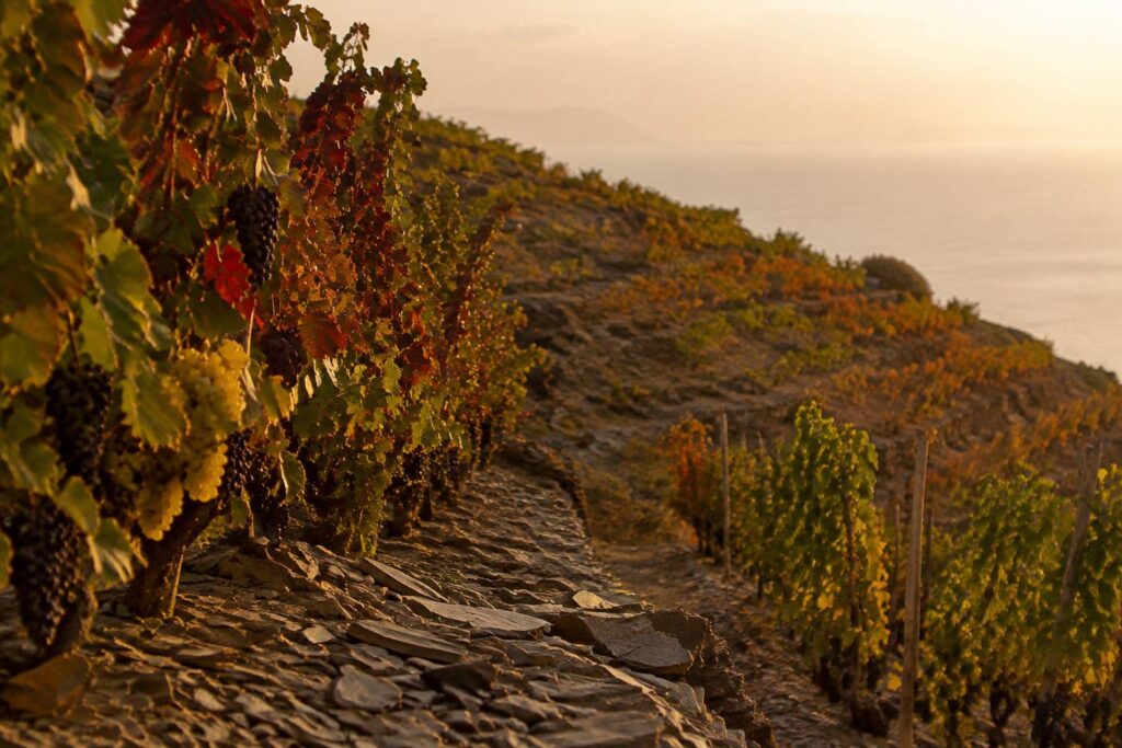 Rangs de vignes aux feuilles dorées avec grappes mûres sur des coteaux schisteux en automne