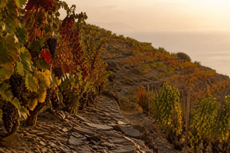 Découvrir les vins du roussillon et leurs cépages uniques